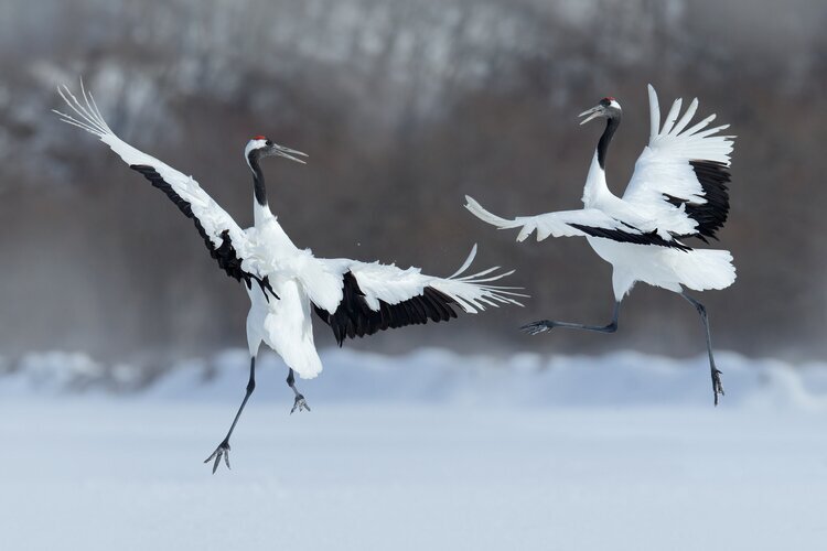 See red-crowned cranes in Kushiro