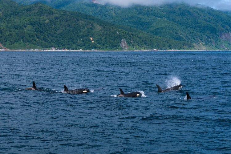 Go whale watching in Rausu