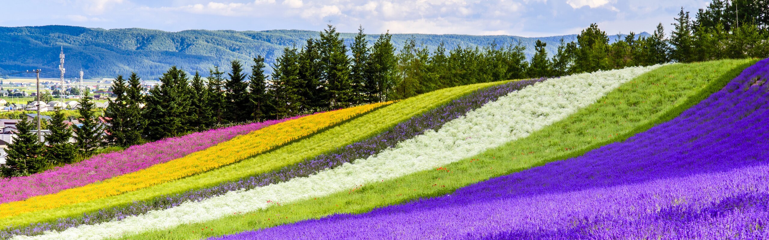 Travel from Tokyo to Hokkaido: Flight vs Train, Which Wins?