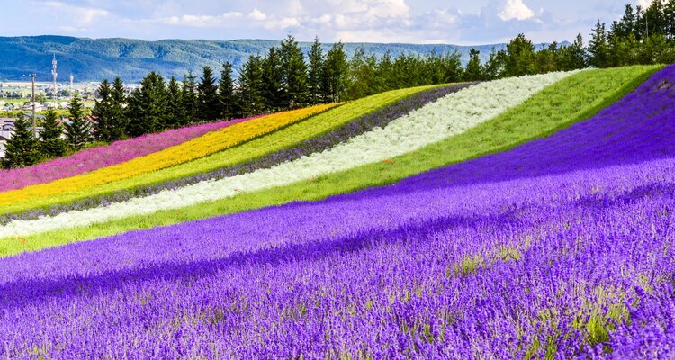 Furano