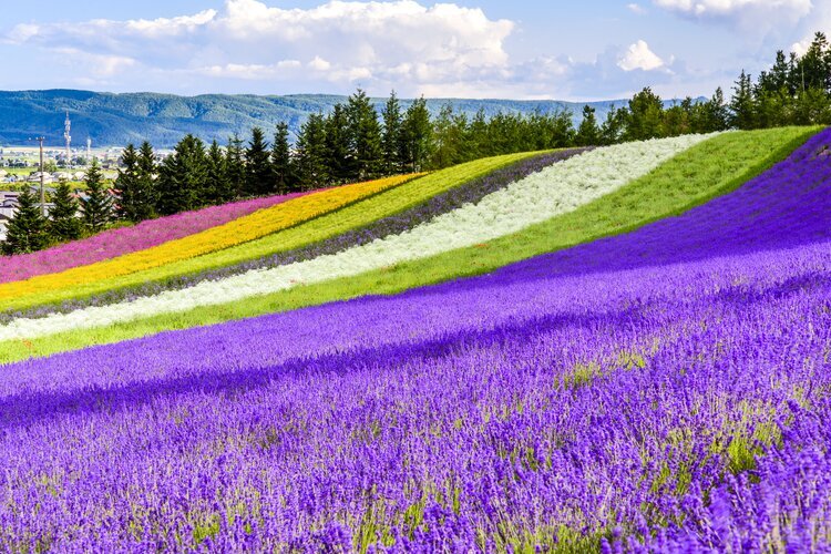 Furano