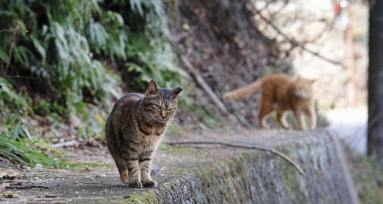Two stray cats roaming on the island of the Megijima