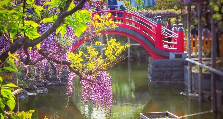 Wisteria flower in tranquil scene of Kameido Tenjin Shrine-Tokyo