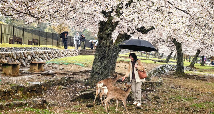 nara deer