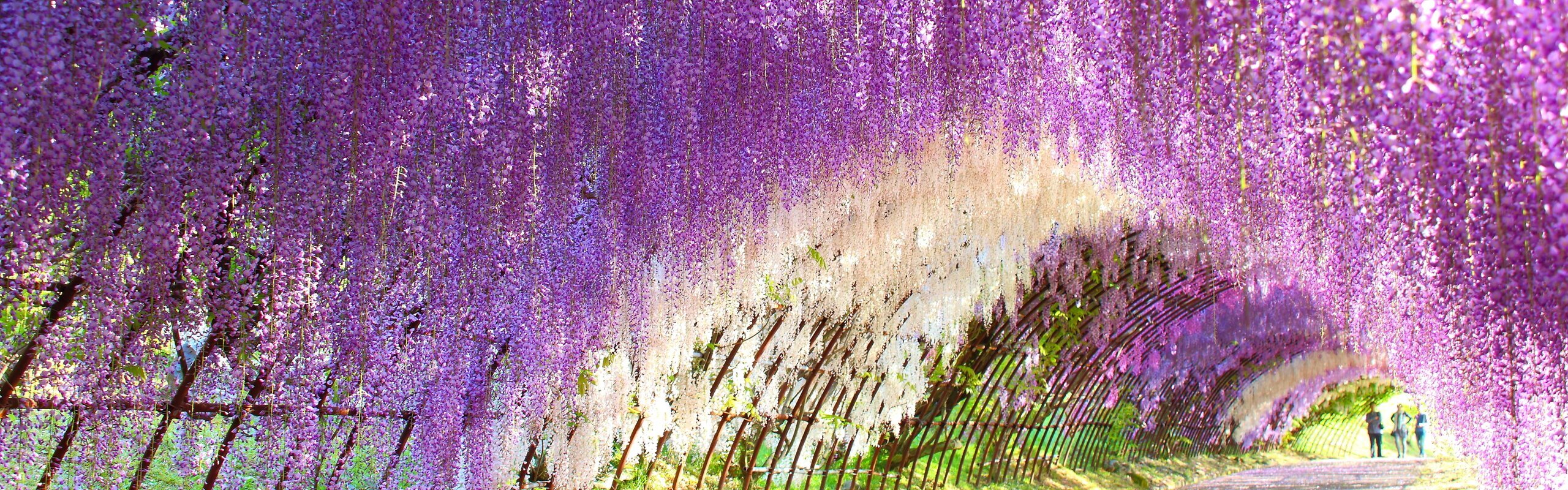 Japan Wisteria 2027: Best Places, Peak Bloom Dates & Travel Tips