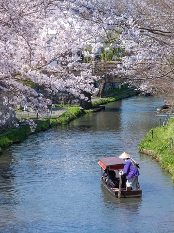 Cherry Blossoms