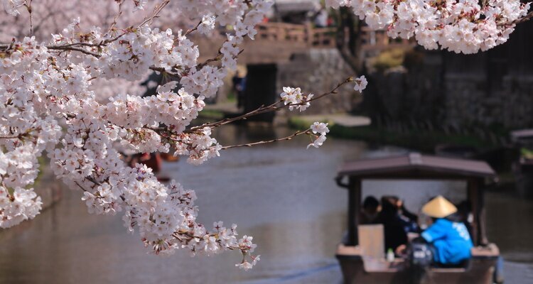 cherry blossom cruise