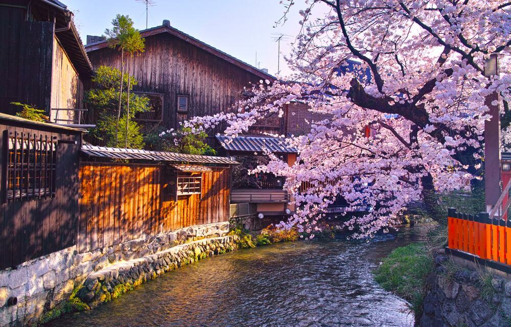Old streets in Kyoto with cherry blossoms