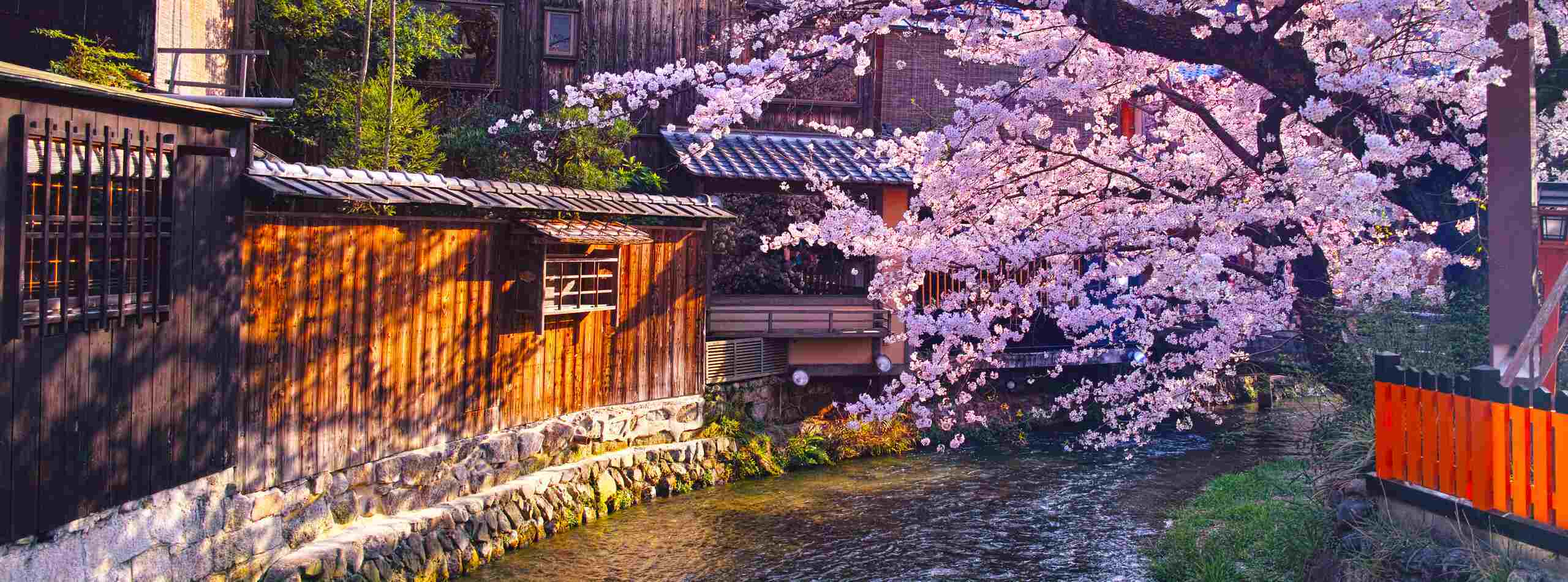 Gion district, cherry blossom