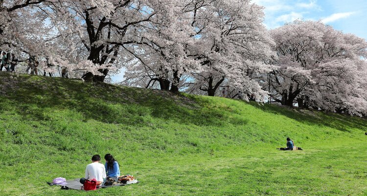 Cherry blossoms picnic in Kyoto