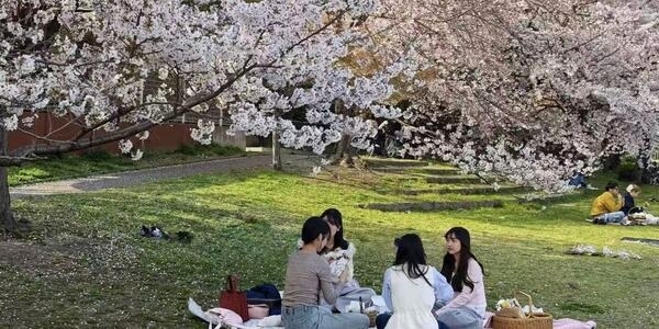 Hanami in Kyoto