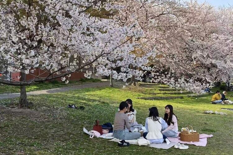 Have a picnic under the cherry trees