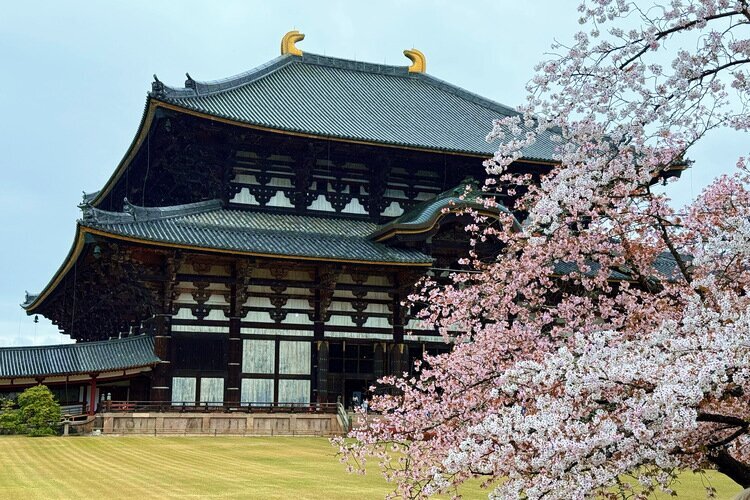 Todaiji Temple with cherry blossoms