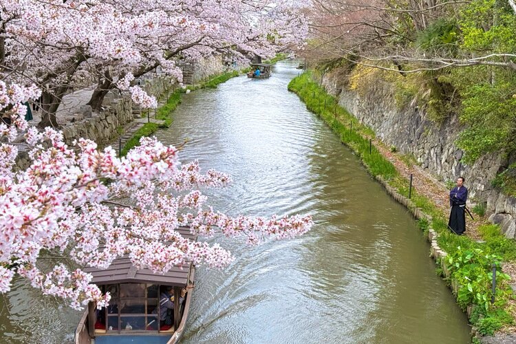 Cherry blossoms in Hachiman-bori boat rides