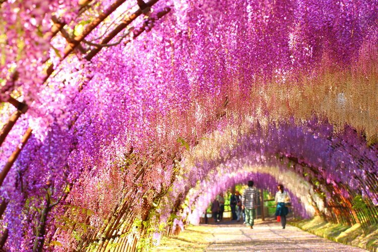 Kawachi Wisteria Garden in Kitakyushu City