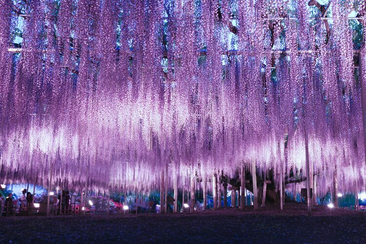 Beautiful wisteria illumination in Ashikaga Flower Park, Tochigi prefecture
