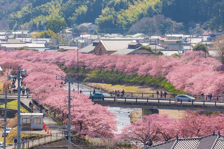 Cherry blossoms in Izu