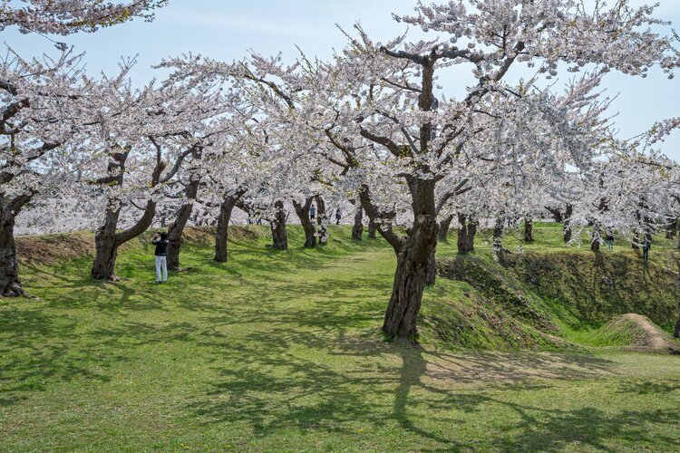 Cherry Blossoms at Goryokaku Park, Hakodate