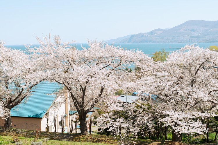 Cherry blossoms in Otaru