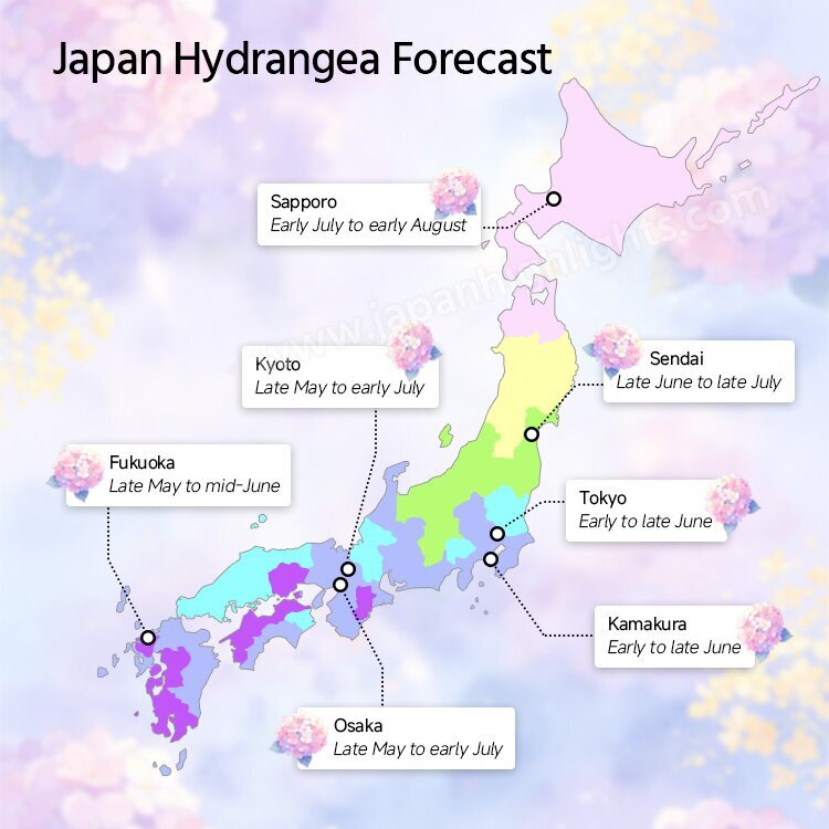 Hydrangea Forecast