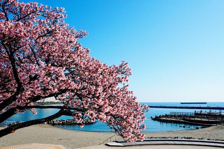 Atami cherry blossoms