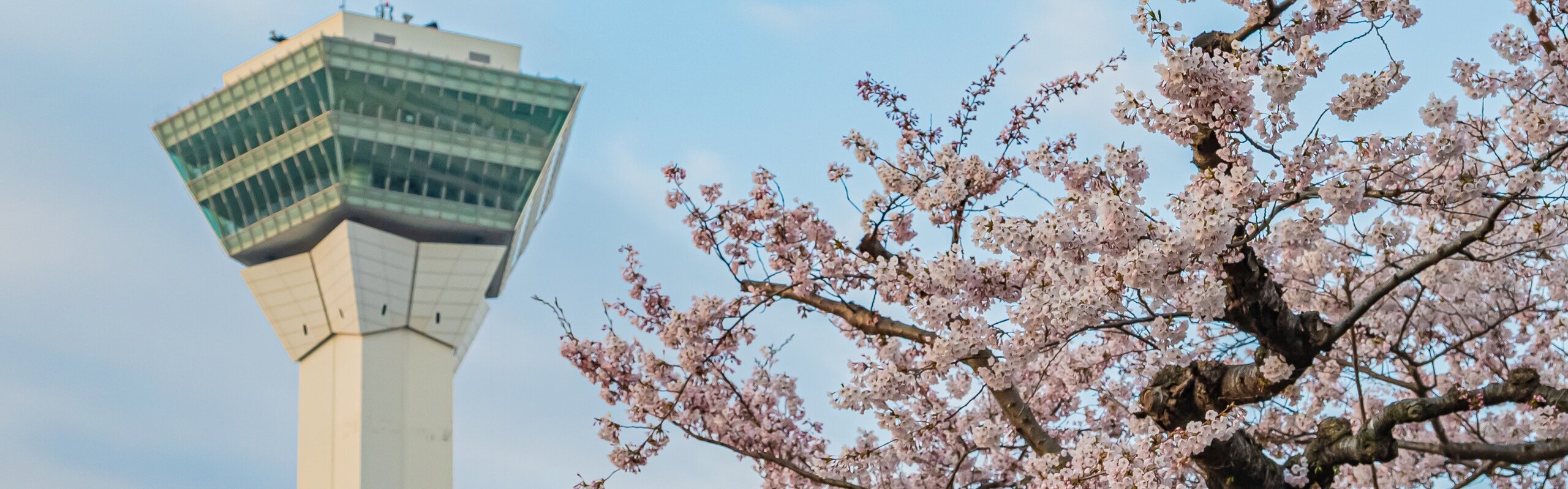 Hokkaido Cherry Blossoms 2027: When, Where to See, & Crowds
