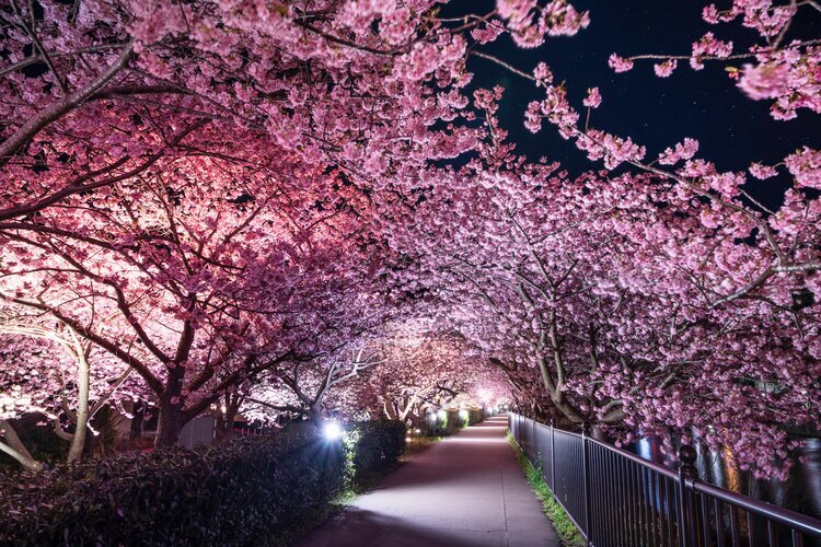Illuminated cherry blossoms at Kawazu River