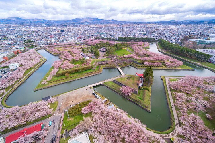 Cherry blossoms at Hakodate