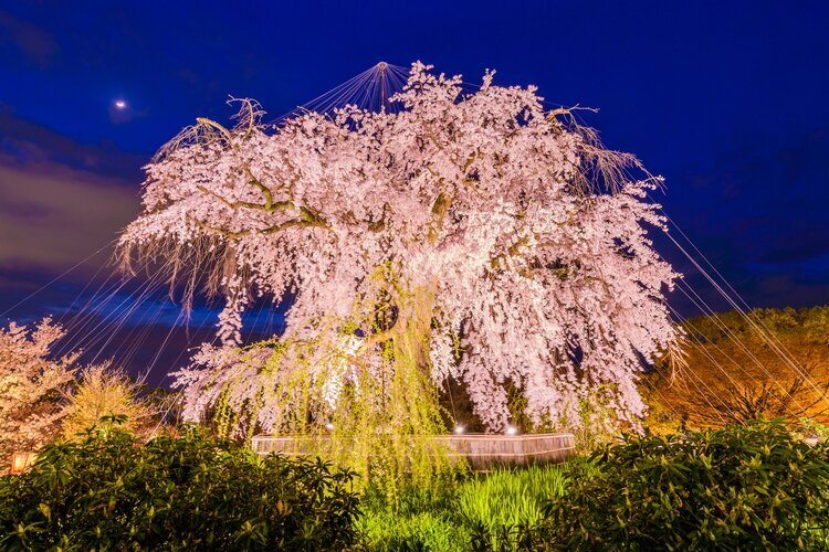 Maruyama Park