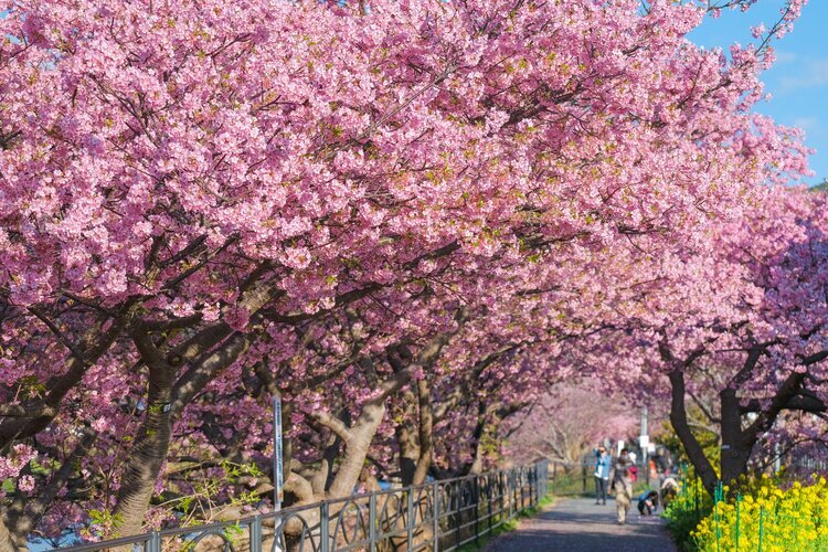 Cherry Blossoms at the Kawazu River