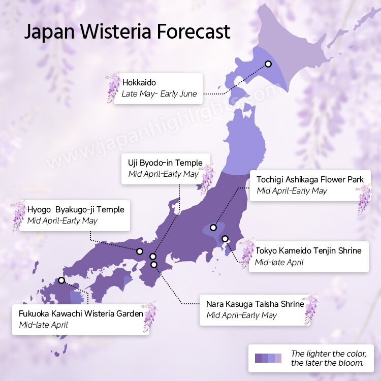 Japan Wisteria Forecast
