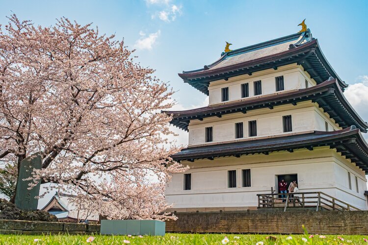 Cherry Blossoms at Matsumae Castle