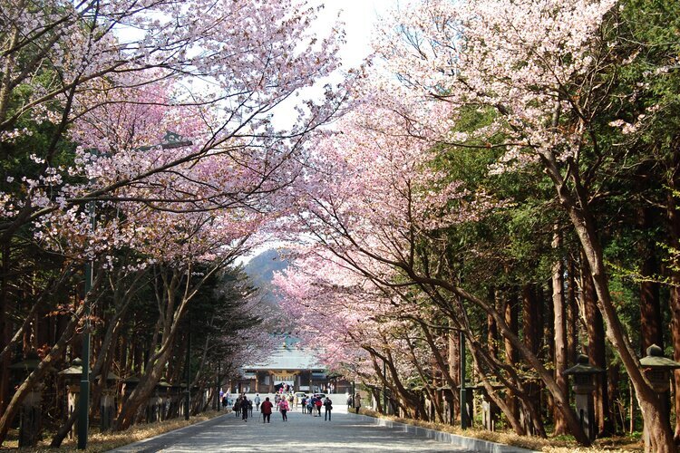 Cherry blossoms at Hokkaido Shrine