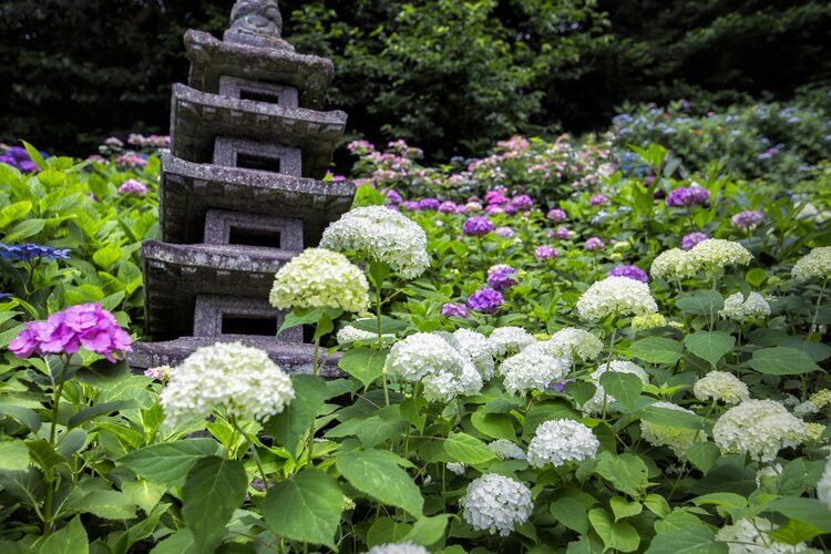 Hydrangea blooming in Hasedera, Kamakura