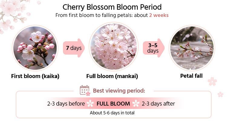 cherry blossoms bloom period