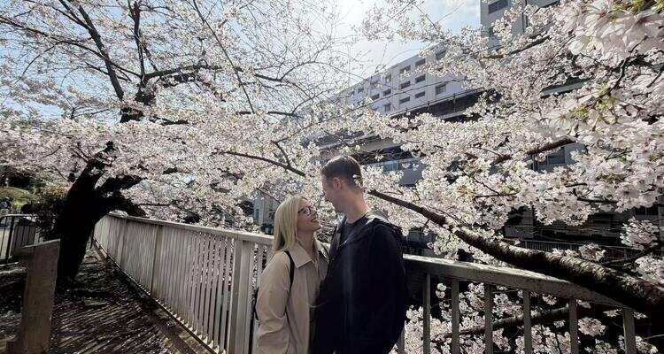 Meguro River Cherry Blossoms